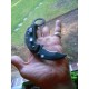 Navaja Fox Derespina Karambit G10