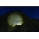 Linterna Led Lenser X21
